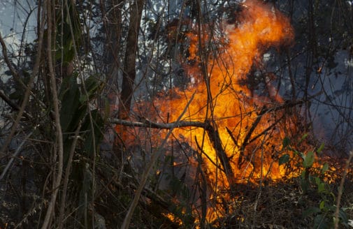 fire burning in Amazon rainforest understory vegetation