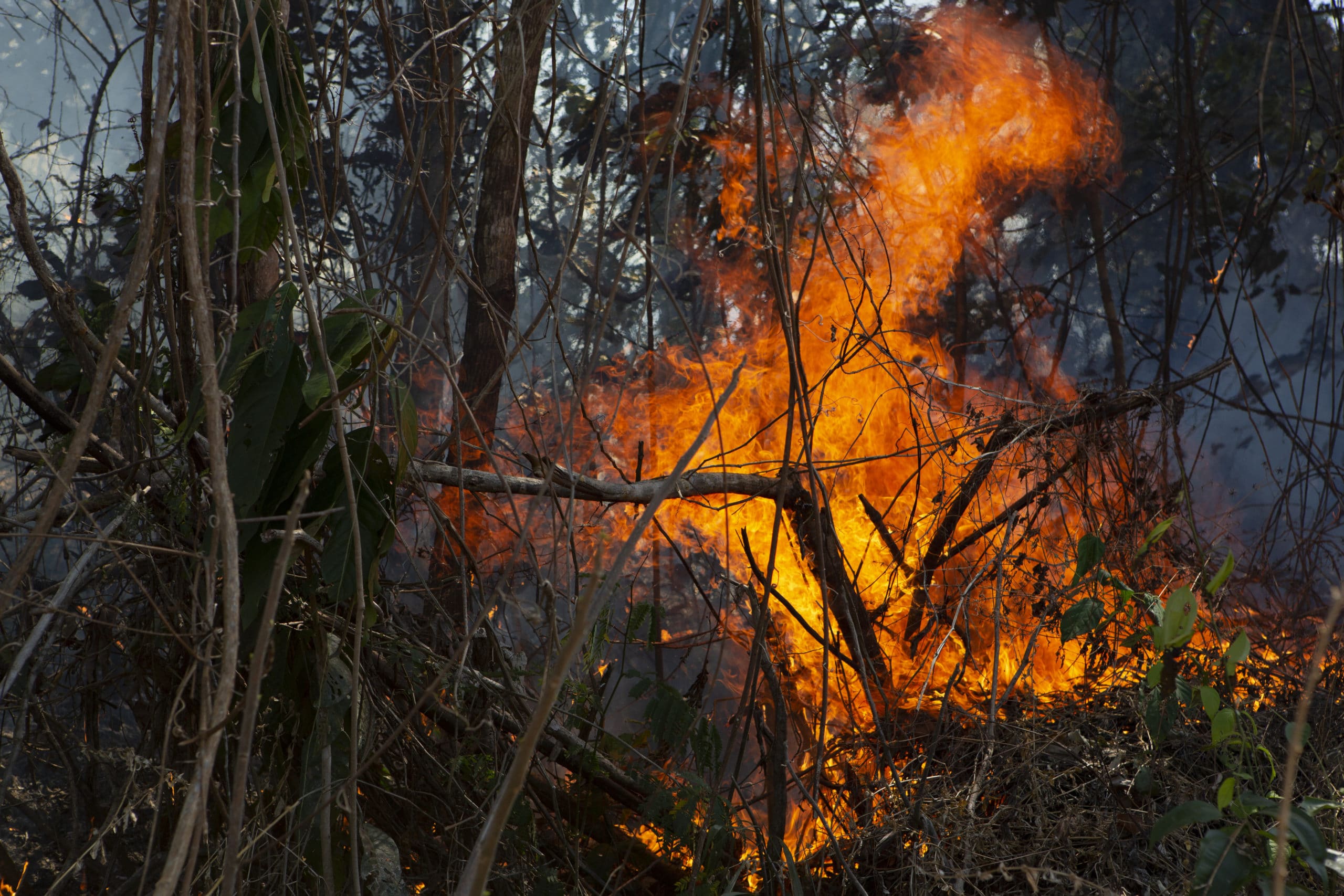 fire burning in Amazon rainforest understory vegetation