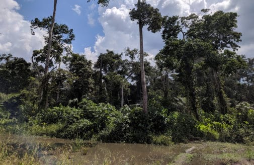 Congo forest, photo by Nolan Kitts