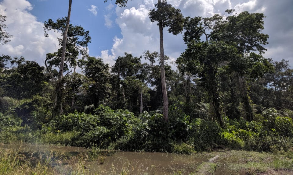 Congo forest, photo by Nolan Kitts