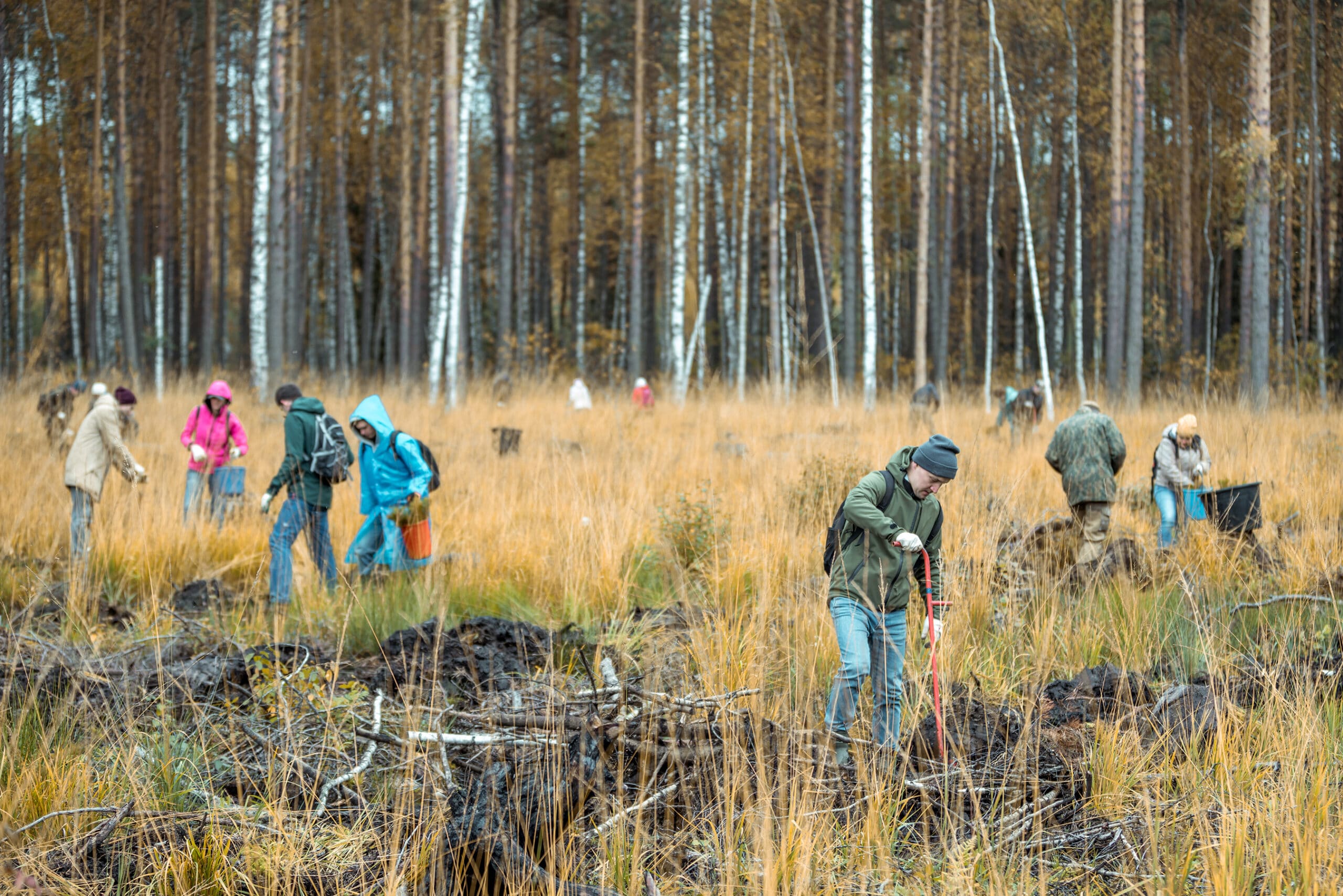 Volunteers assist in planting tree seedlings in restoration of an area affected by fires. Photo by Dmitry Mordolff