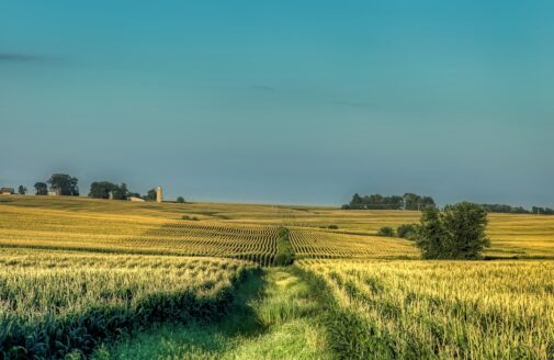 Iowa cornfields