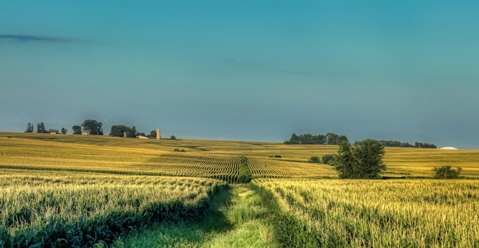 Iowa cornfields