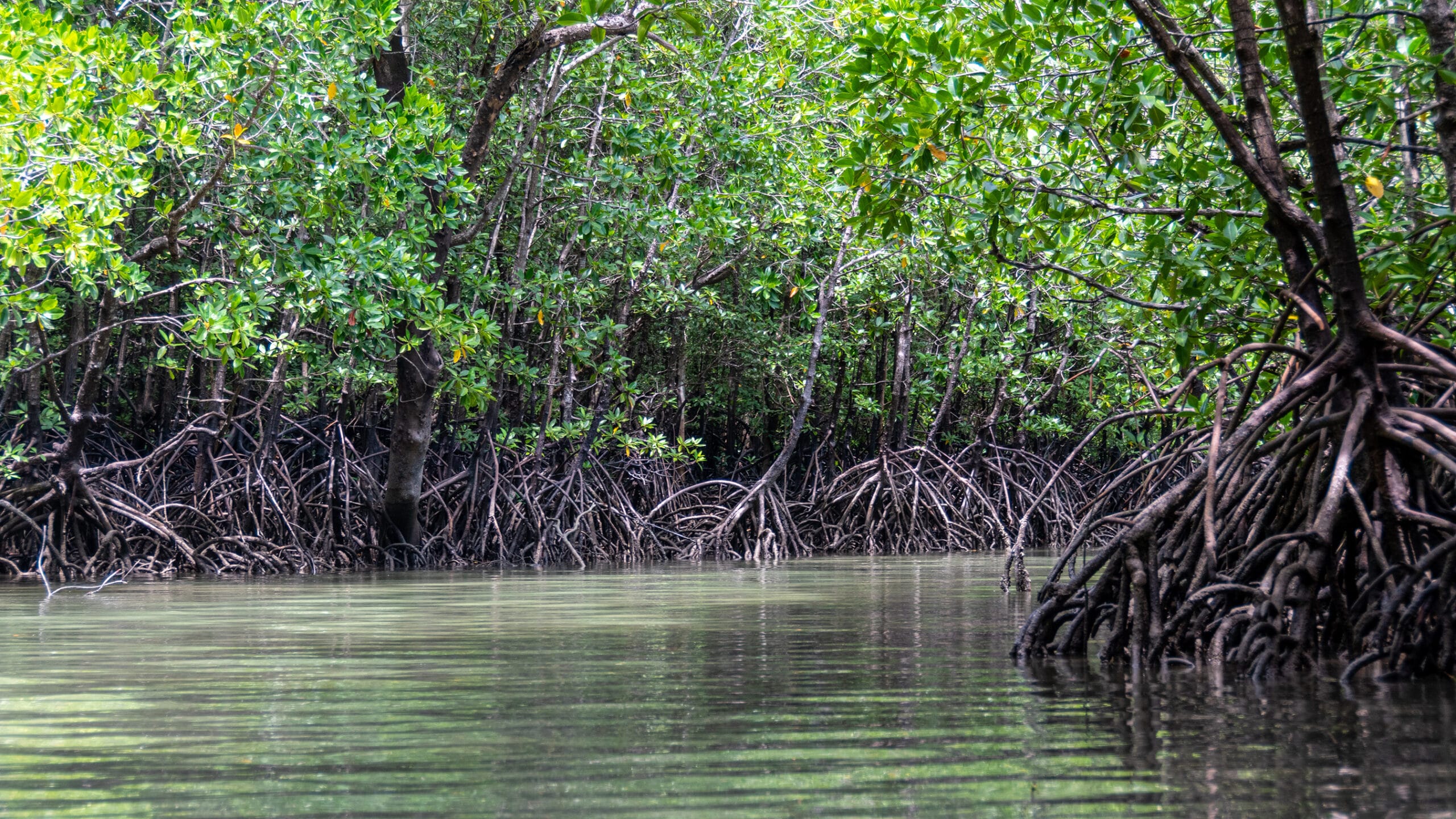 A mangrove-lined waterway.