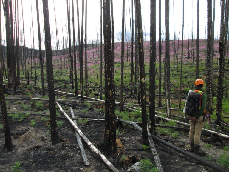 woman surveys burned forest