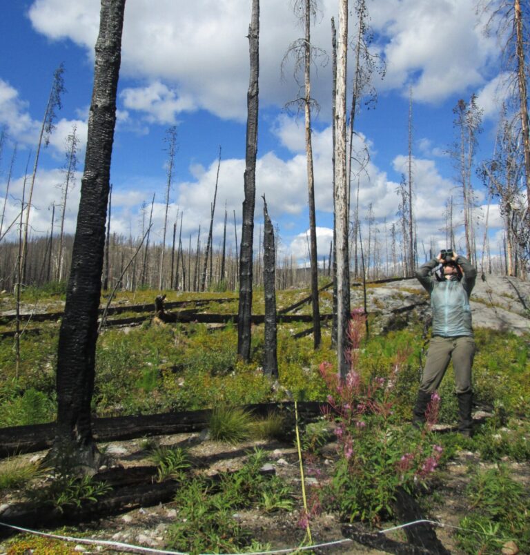 woman surveys burned lanscape