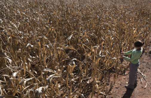 dried maize field in Tanguro