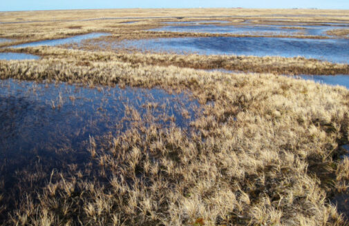 Arctic tundra, photo by Anna Liljedahl