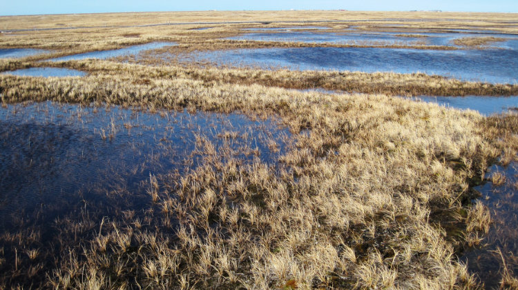 Arctic tundra, photo by Anna Liljedahl