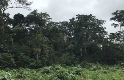 The edge of a tropical forest