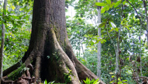 A tree with a large trunk in the foreground of a tropical forest