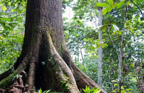 A tree with a large trunk in the foreground of a tropical forest