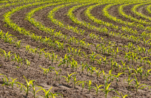 Cornfield with young plants