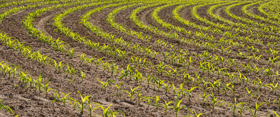 Cornfield with young plants