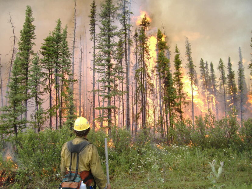 firefighter stands in front of burning boreal forest