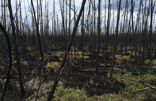 A previously burned boreal forest, with blackened trunks rising from green new undergrowth