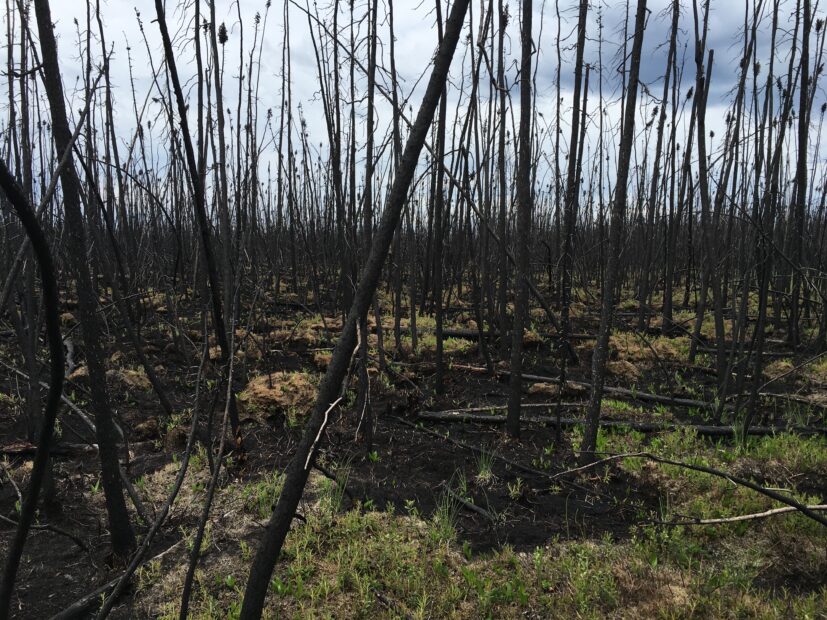 A previously burned boreal forest, with blackened trunks rising from green new undergrowth