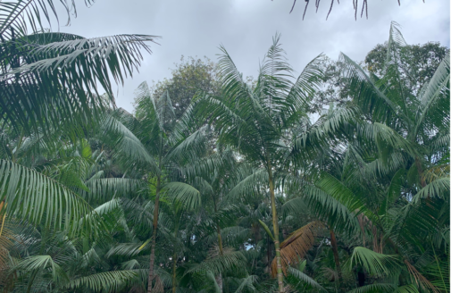 Palm trees visible in a reforested area of the Amazon.