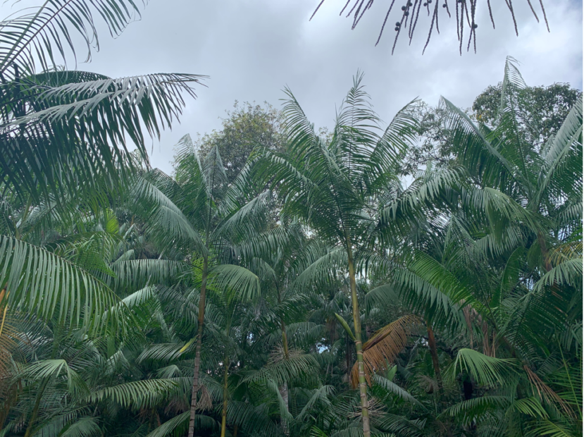 Palm trees visible in a reforested area of the Amazon.