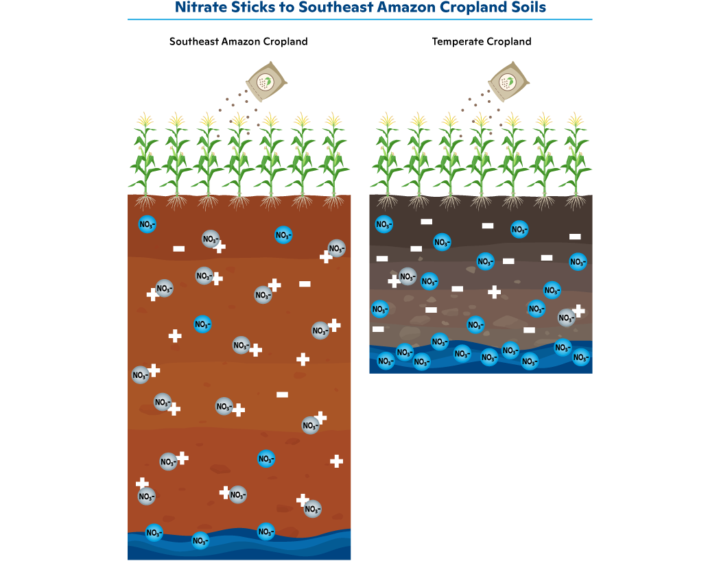 graphic illustrating how nitrate stays in southeast Amazon cropland soil and does not in temperate cropland soil.