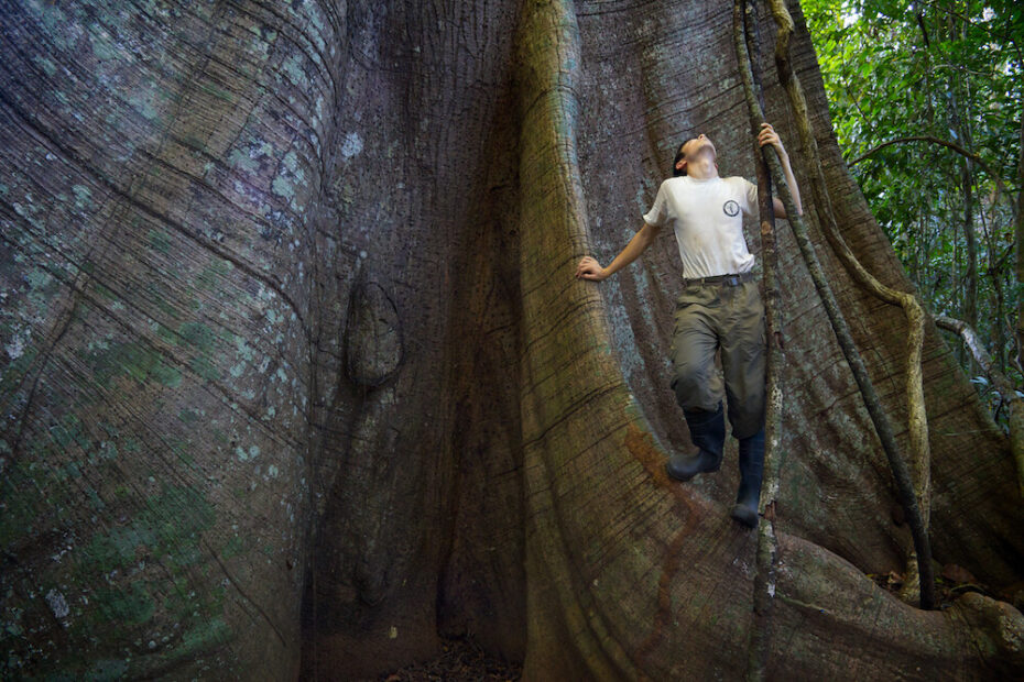 man stares at large tropical tree