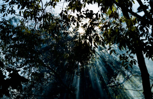 tropical forest canopy