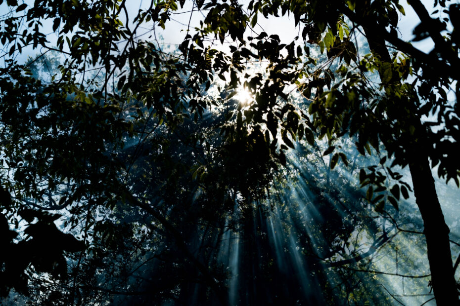 tropical forest canopy