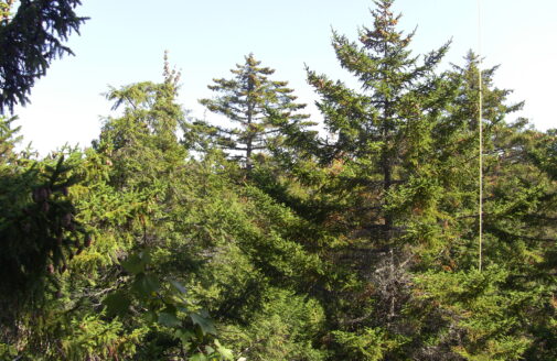 Conifer trees in a forest