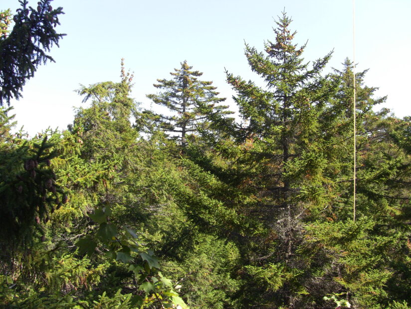 Conifer trees in a forest