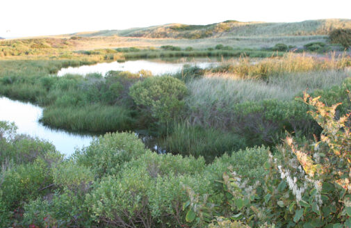 Katama wetlands, Martha's Vineyard