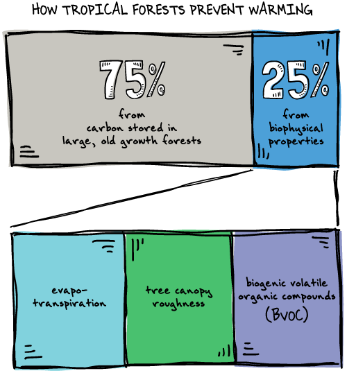 infographic showing breakdown of forest cooling