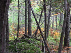 A forested swamp where the ground is mossy