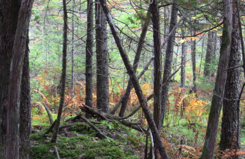 A forested swamp where the ground is mossy