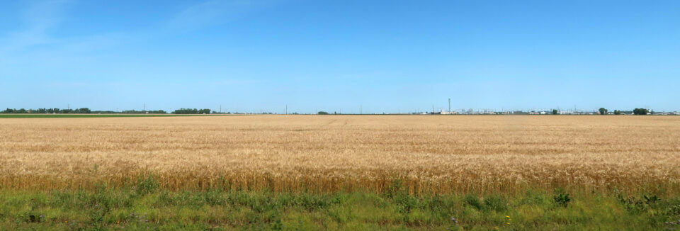 wheat field