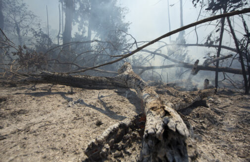 smoking tree in the amazon