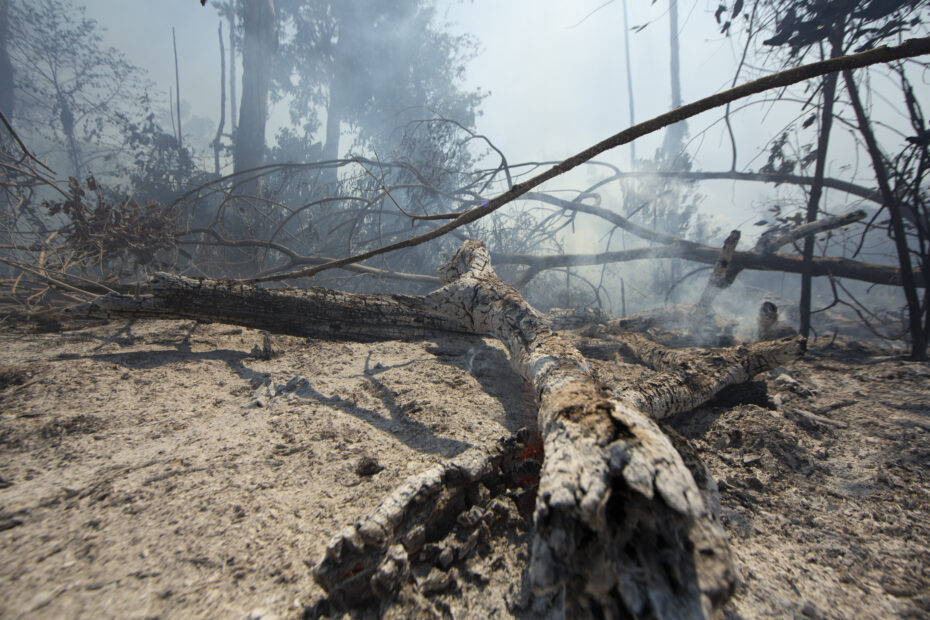 smoking tree in the amazon