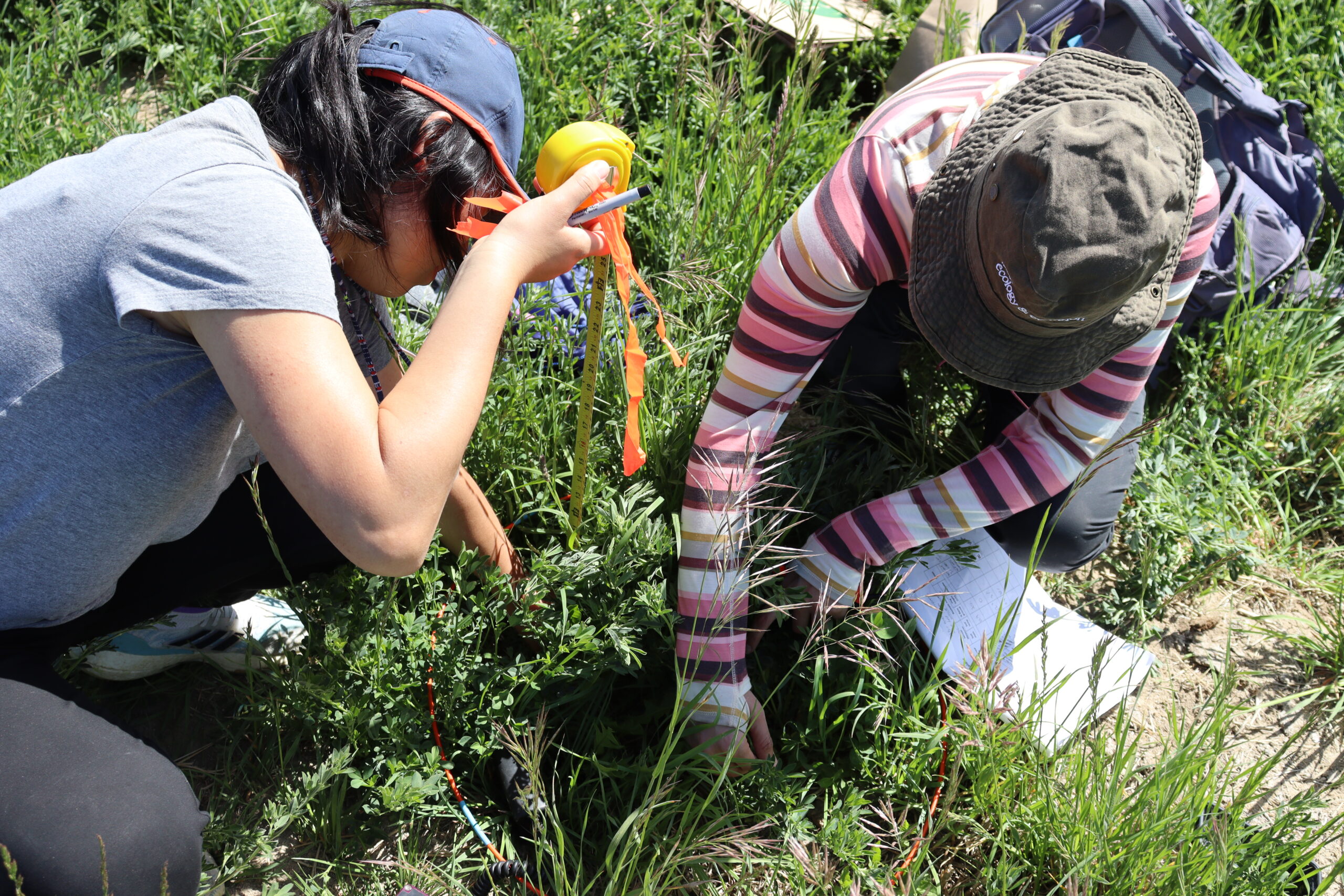 haydee hernandez yanez and yushu xia measure plant height