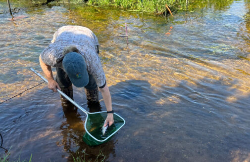 Linda Deegan tagging herring in the Coonamessett River