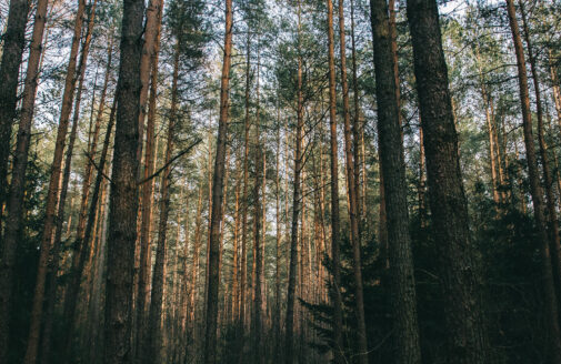 Forest view from eye level