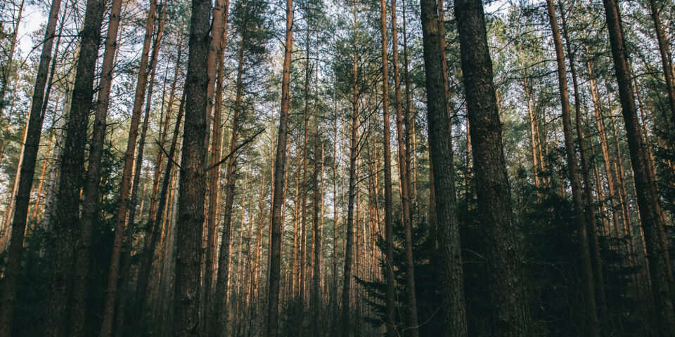 Forest view from eye level