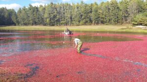 A woman in waders measures the depth of a bog full of floating cranberries.