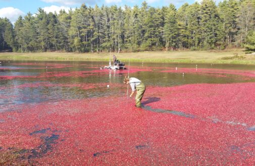 A woman in waders measures the depth of a bog full of floating cranberries.