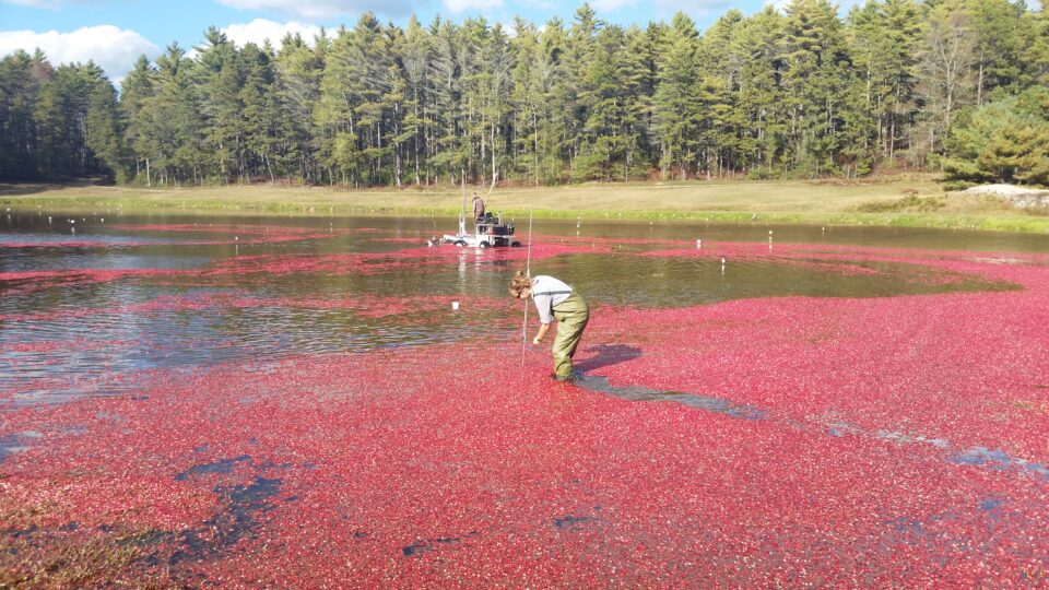 A woman in waders measures the depth of a bog full of floating cranberries.