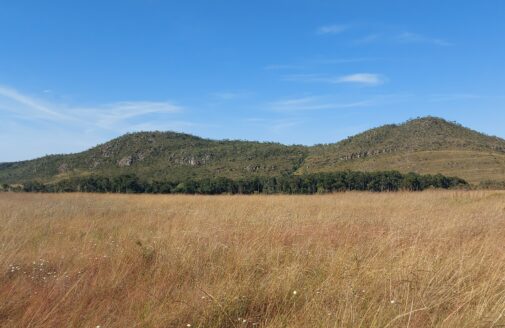 Cerrado grassland.