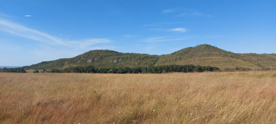 Cerrado grassland.