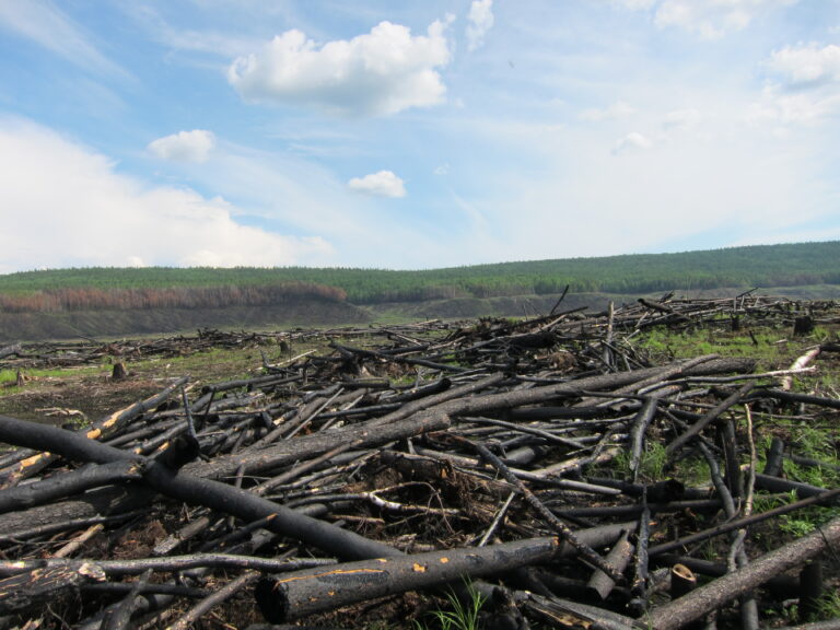 cleared forest