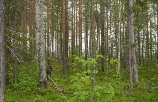 forest in western siberia