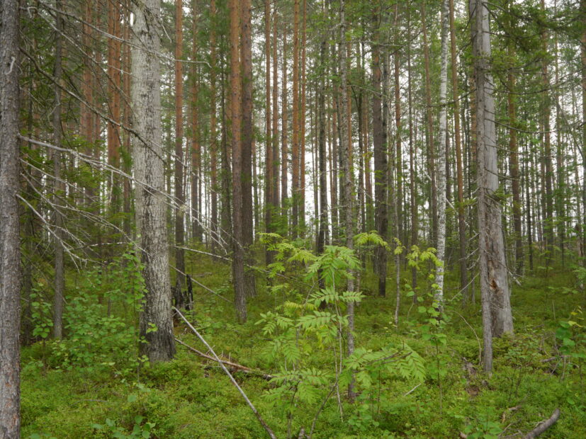 forest in western siberia