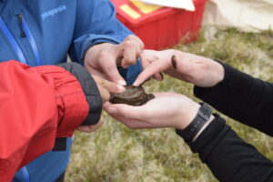 Hands holding and poking a small, circular disk of frozen permafrost