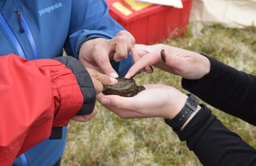 Hands holding and poking a small, circular disk of frozen permafrost